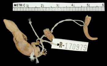 Media type: image;   Herpetology R-170979